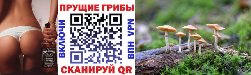 kraken зеркало  Ивдель  Псилоцибиновые грибы Cubensis 